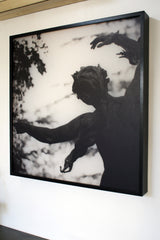 Avignone - Pannello da parete