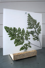 Flora Baby Venus - Lampada da tavolo