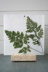 Flora Baby Venus - Lampada da tavolo