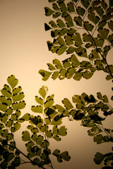 Flora Baby Venus - Lampada da tavolo