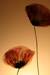 Flora Baby Poppy - Lampada da tavolo