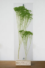 Flora Baby Broom Bloom - Lampada da tavolo