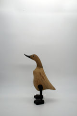Black wood duck